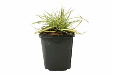 Bird's foot sedge Carex ornithopoda 'Variegata' 5-10 pot P9 Carex ornithopoda 'Variegata'