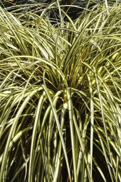 Japanese sedge Carex oshimensis 'Evergold' 10-15 pot C2 Carex oshimensis 'Evergold'