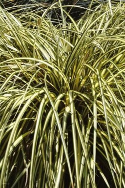 Japanese sedge Carex oshimensis 'Evergold' 10-15 pot C2 Carex oshimensis 'Evergold'