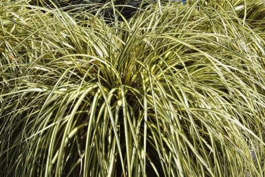 Japanese sedge Carex oshimensis 'Evergold' 10-15 pot C2 Carex oshimensis 'Evergold'