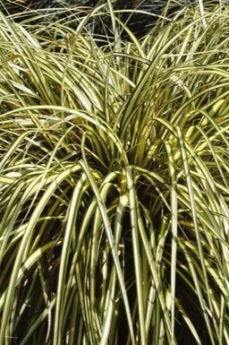 Japanese sedge Carex oshimensis 'Evergold' 5-10 pot P9