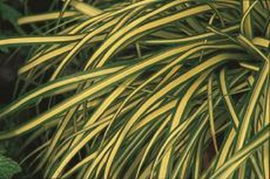 Japanese sedge Carex oshimensis 'Evergold' 5-10 pot P9