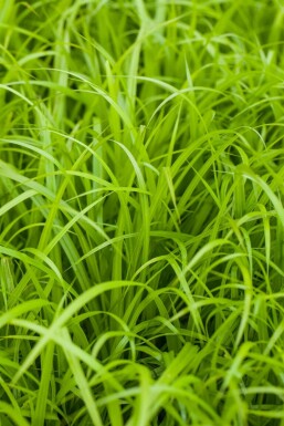 Pendulous sedge Carex pendula 5-10 pot P9 Carex pendula
