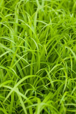 Pendulous sedge Carex pendula 5-10 pot P9