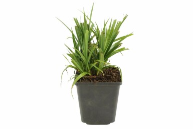 Pendulous sedge Carex pendula 5-10 pot P9 Carex pendula