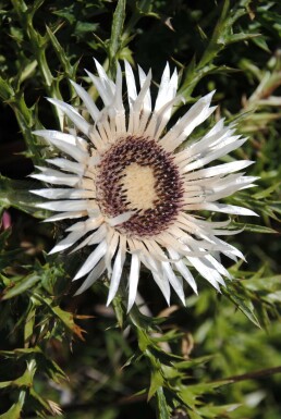 Stemless carline thistle Carlina acaulis subsp. simplex 5-10 pot P9 Carlina acaulis subsp. simplex