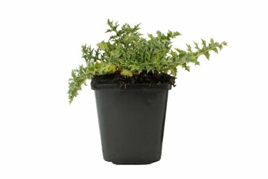 Stemless carline thistle Carlina acaulis subsp. simplex 5-10 pot P9 Carlina acaulis subsp. simplex