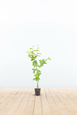 Common hornbeam Carpinus betulus 30-40 pot P9 Carpinus betulus 30-40 cm