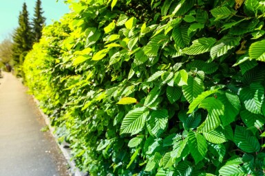 Carpinus betulus 30-40 cm