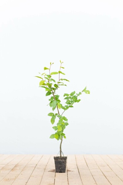 Carpinus betulus 30-40 cm