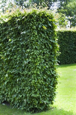 Carpinus betulus 30-40 cm