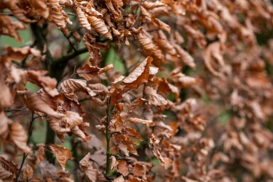 Carpinus betulus 30-40 cm