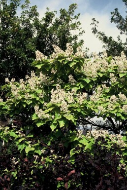 Golden Indian bean tree Catalpa bignonioides 'Aurea' shrub 30-40 pot C2