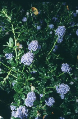 Californian lilac Ceanothus 'Blue Mound' shrub 20-30 pot C2