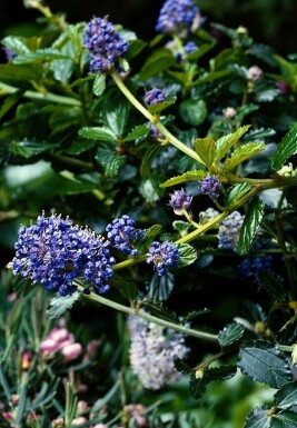 Creeping blue blossom Ceanothus thyrsiflorus 'Repens' shrub 20-30 pot C2
