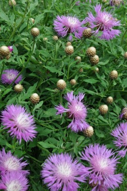 Mealy centaury Centaurea dealbata 5-10 pot P9 Centaurea dealbata