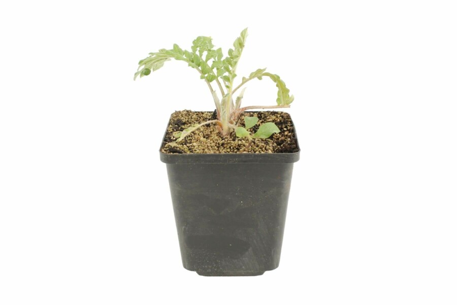 Mealy centaury Centaurea dealbata 5-10 pot P9 Centaurea dealbata