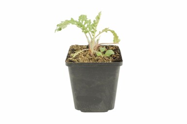 Mealy centaury Centaurea dealbata 5-10 pot P9 Centaurea dealbata