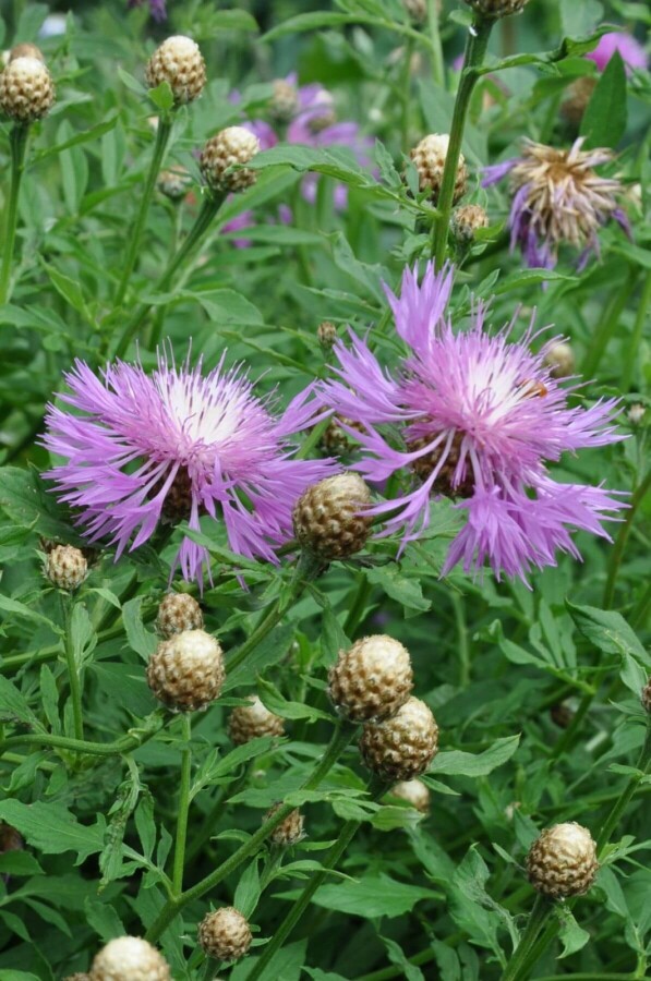 Mealy centaury Centaurea dealbata 5-10 pot P9 Centaurea dealbata