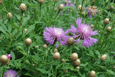 Mealy centaury Centaurea dealbata 5-10 pot P9 Centaurea dealbata