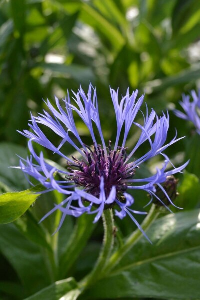 Perennial cornflower Centaurea montana 5-10 pot P9 Centaurea montana