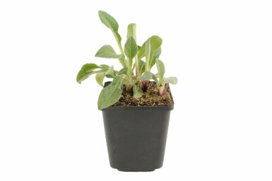 Perennial cornflower Centaurea montana 5-10 pot P9