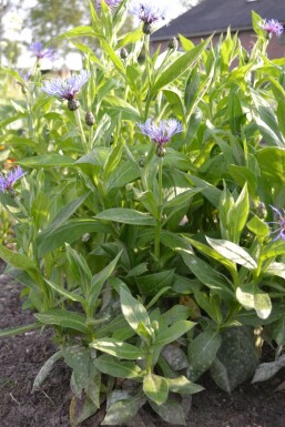 Perennial cornflower Centaurea montana 5-10 pot P9 Centaurea montana
