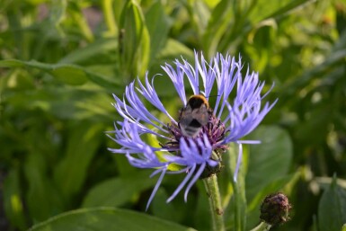 Perennial cornflower Centaurea montana 5-10 pot P9 Centaurea montana