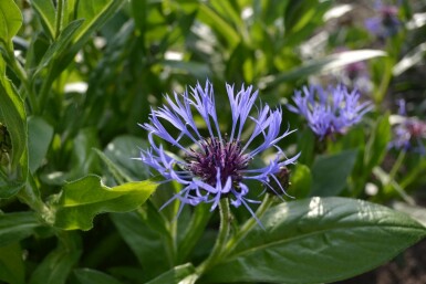 Perennial cornflower Centaurea montana 5-10 pot P9 Centaurea montana