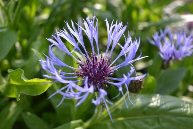 Perennial cornflower Centaurea montana 5-10 pot P9