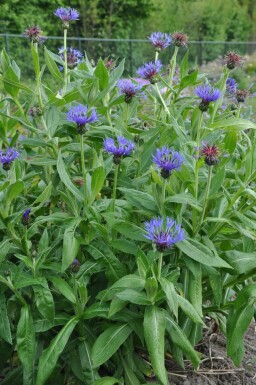 Perennial cornflower Centaurea montana 'Coerulea' 5-10 pot P9 Centaurea montana 'Coerulea'