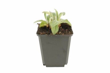 Perennial cornflower Centaurea montana 'Coerulea' 5-10 pot P9