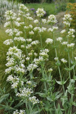 Red valerian Centranthus ruber 'Albus' 5-10 pot P9 Centranthus ruber 'Albus'