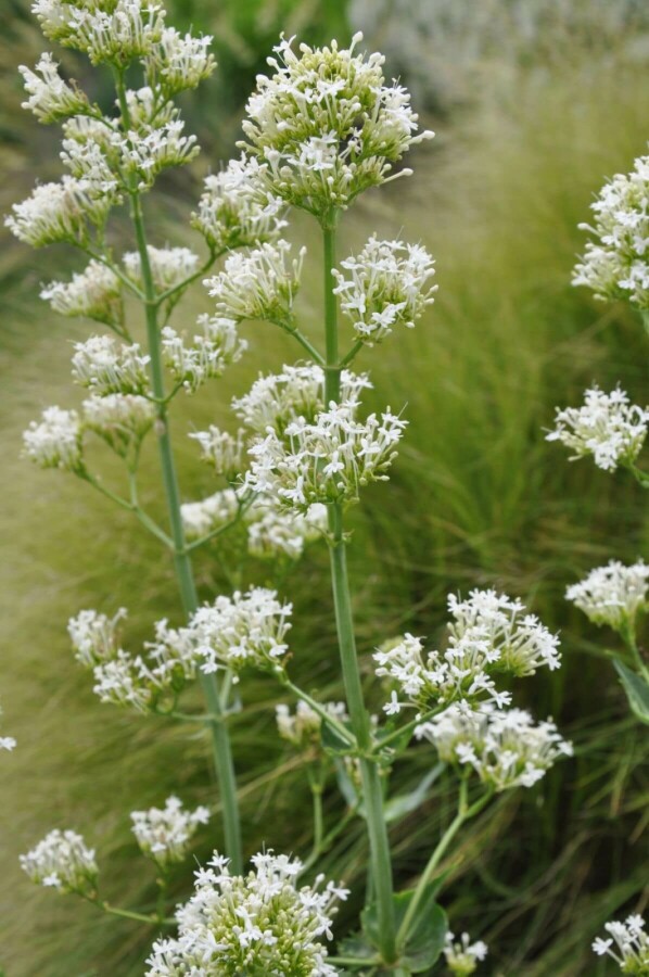 Red valerian Centranthus ruber 'Albus' 5-10 pot P9 Centranthus ruber 'Albus'