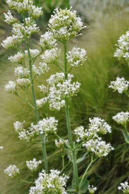 Red valerian Centranthus ruber 'Albus' 5-10 pot P9 Centranthus ruber 'Albus'