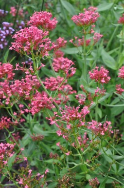 Crimson red valerian Centranthus ruber 'Coccineus' 5-10 pot P9