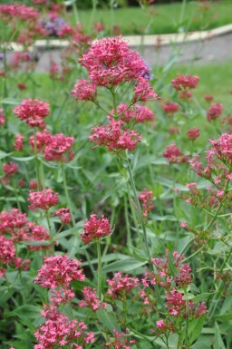 Crimson red valerian Centranthus ruber 'Coccineus' 5-10 pot P9 Centranthus ruber 'Coccineus'