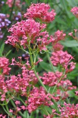 Crimson red valerian Centranthus ruber 'Coccineus' 5-10 pot P9 Centranthus ruber 'Coccineus'
