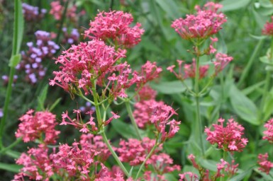 Crimson red valerian Centranthus ruber 'Coccineus' 5-10 pot P9 Centranthus ruber 'Coccineus'