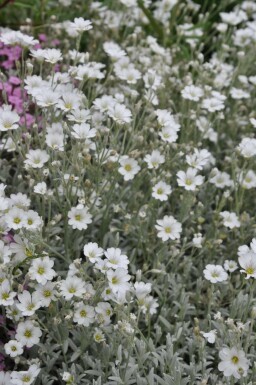 Snow-in-summer Cerastium tomentosum 5-10 pot P9 Cerastium tomentosum