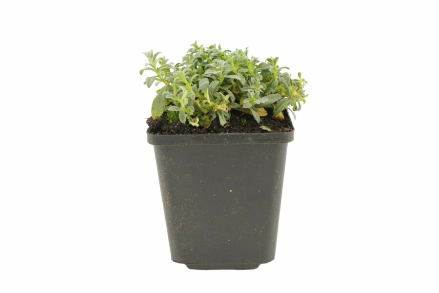 Snow-in-summer Cerastium tomentosum 5-10 pot P9 Cerastium tomentosum