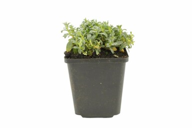 Snow-in-summer Cerastium tomentosum 5-10 pot P9 Cerastium tomentosum
