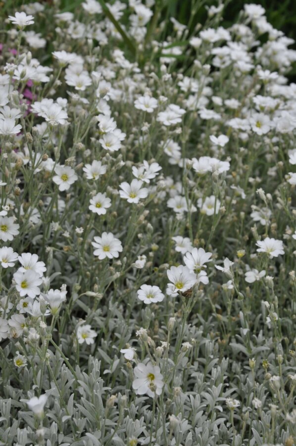 Snow-in-summer Cerastium tomentosum 5-10 pot P9 Cerastium tomentosum