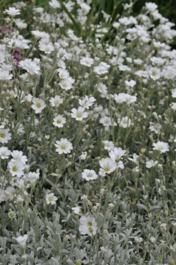 Snow-in-summer Cerastium tomentosum 5-10 pot P9 Cerastium tomentosum