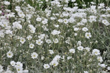 Snow-in-summer Cerastium tomentosum 5-10 pot P9