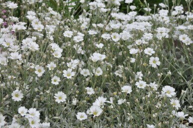 Snow-in-summer Cerastium tomentosum 5-10 pot P9 Cerastium tomentosum