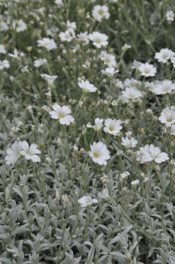 Snow-in-summer Cerastium tomentosum 5-10 pot P9