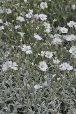 Snow-in-summer Cerastium tomentosum 5-10 pot P9 Cerastium tomentosum