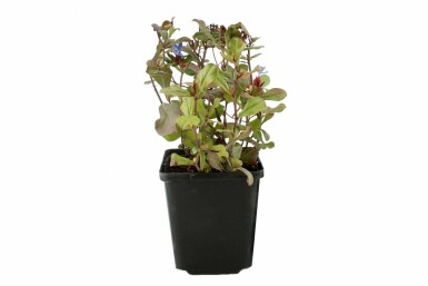 Hardy blue-flowered leadwort Ceratostigma plumbaginoides 5-10 pot P9