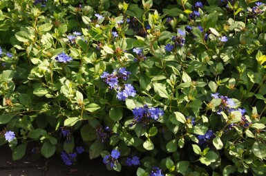 Hardy blue-flowered leadwort Ceratostigma plumbaginoides 5-10 pot P9